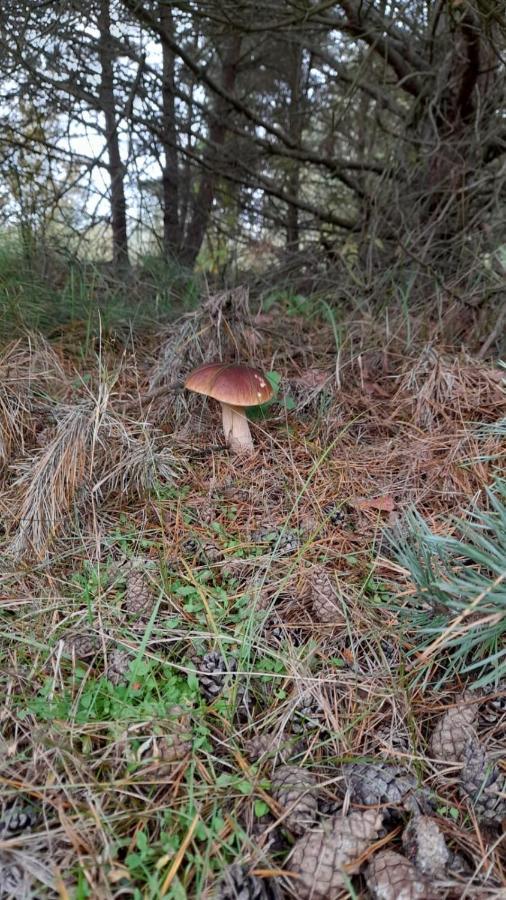 Lesna Ostoja Nad Pilica Villa Lechanice Kültér fotó